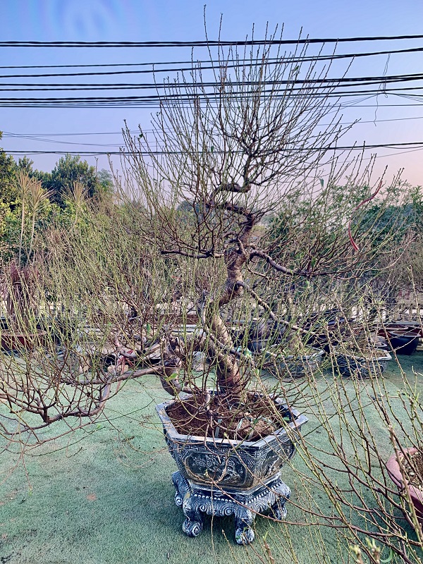 Đào cổ thụ chậu lục giác 45