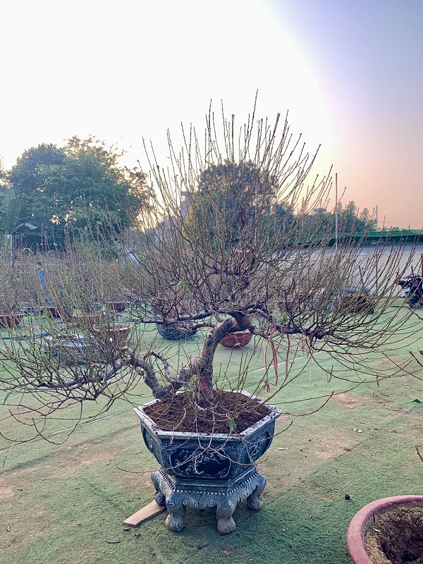 Đào cổ thụ chậu lục giác 46