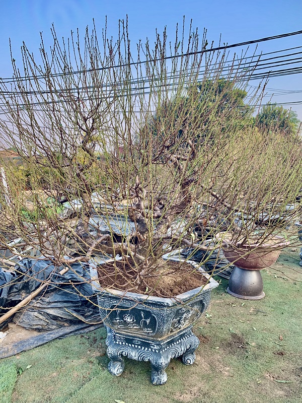 Đào cổ thụ chậu lục giác 47