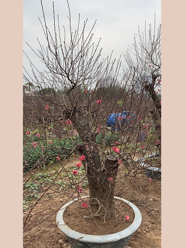 Đào cổ thụ chậu tròn 48