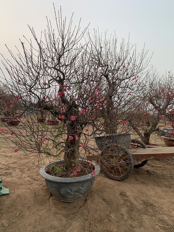 Đào cổ thụ chậu tròn 49