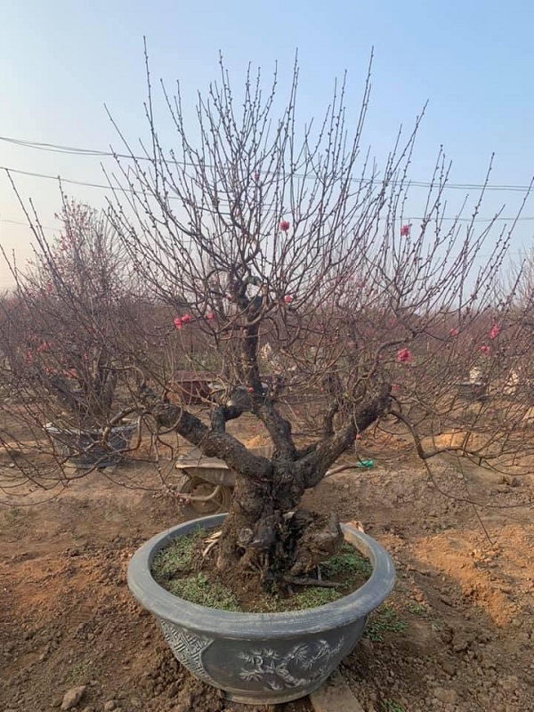 Đào cổ thụ chậu tròn 50