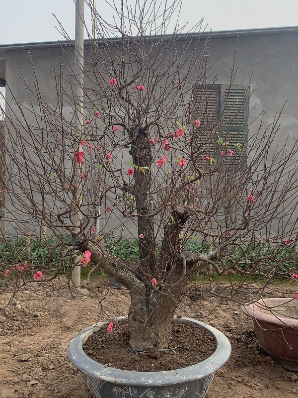 Đào cổ thụ chậu tròn 51