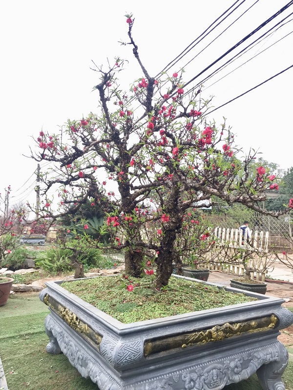 Đào thất thốn 09