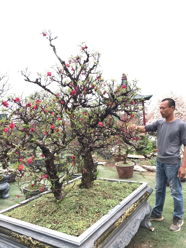 Đào thất thốn 10