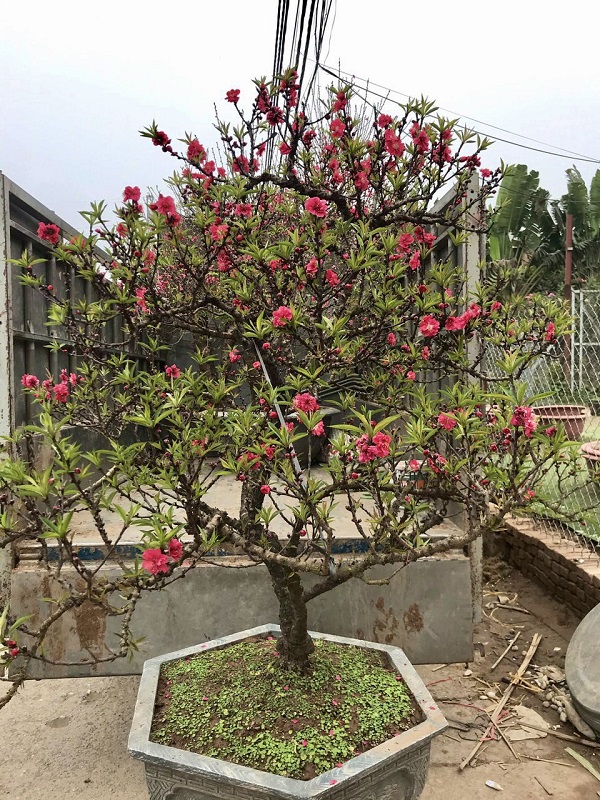 Đào thất thốn 11