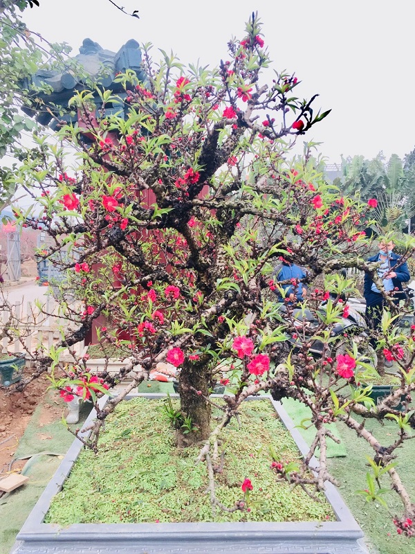 Đào thất thốn 12