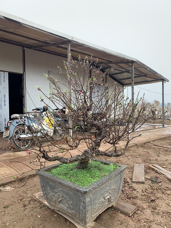 Đào thất thốn 13