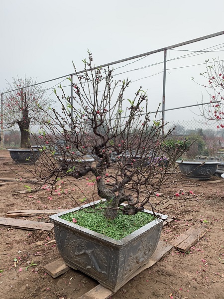 Đào thất thốn 14