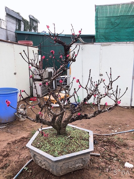 Đào thất thốn 15