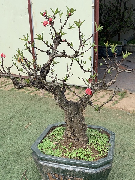 Đào thất thốn 16