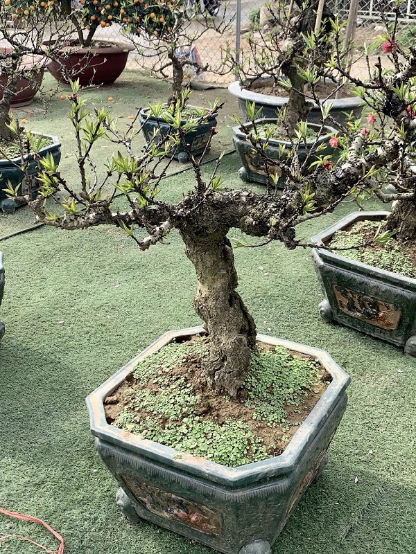 Đào thất thốn 17