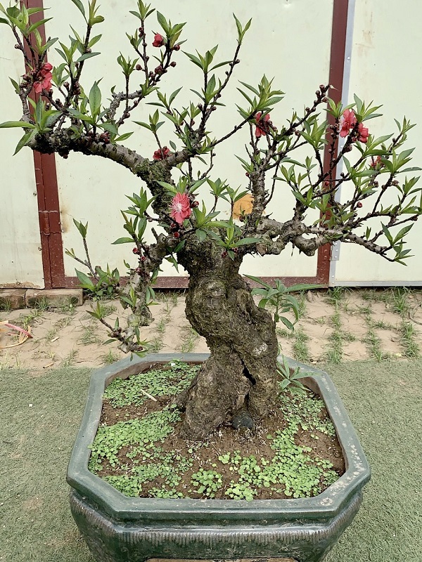 Đào thất thốn 18