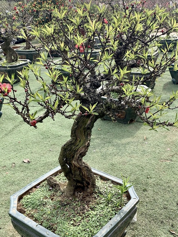 Đào thất thốn 19