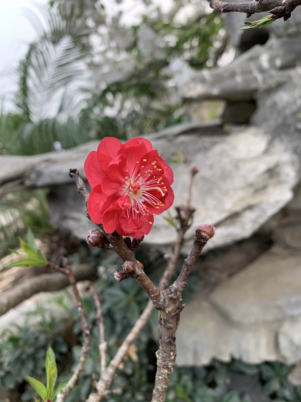 Đào thất thốn 21