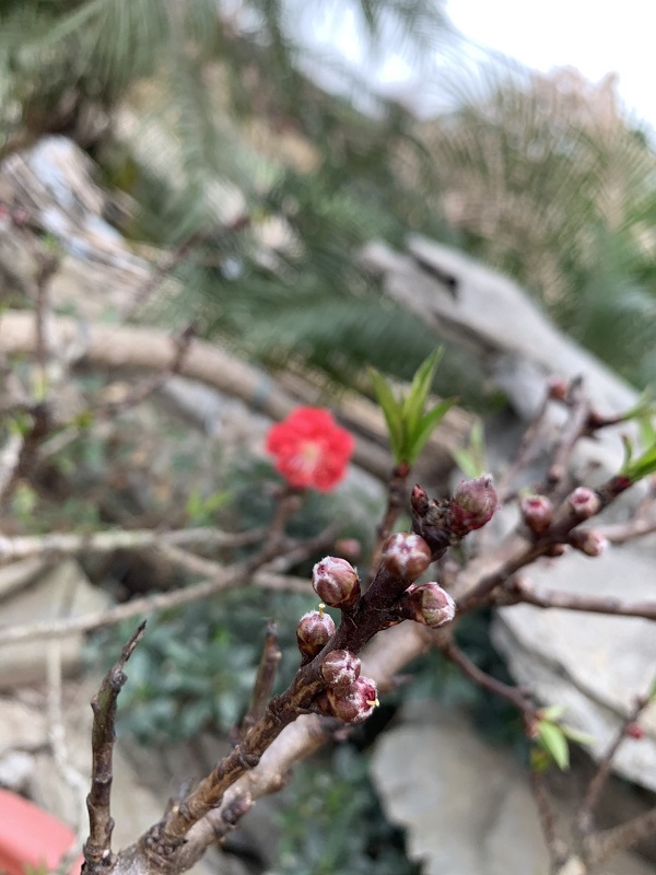 Đào thất thốn 22