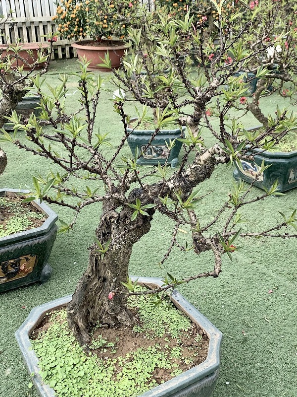 Đào thất thốn 23