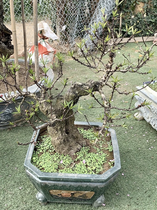 Đào thất thốn 24