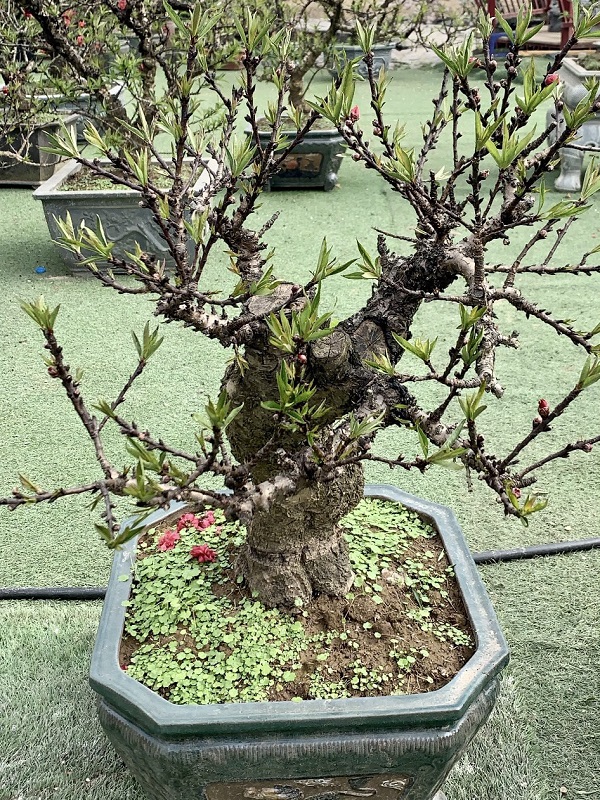 Đào thất thốn 25