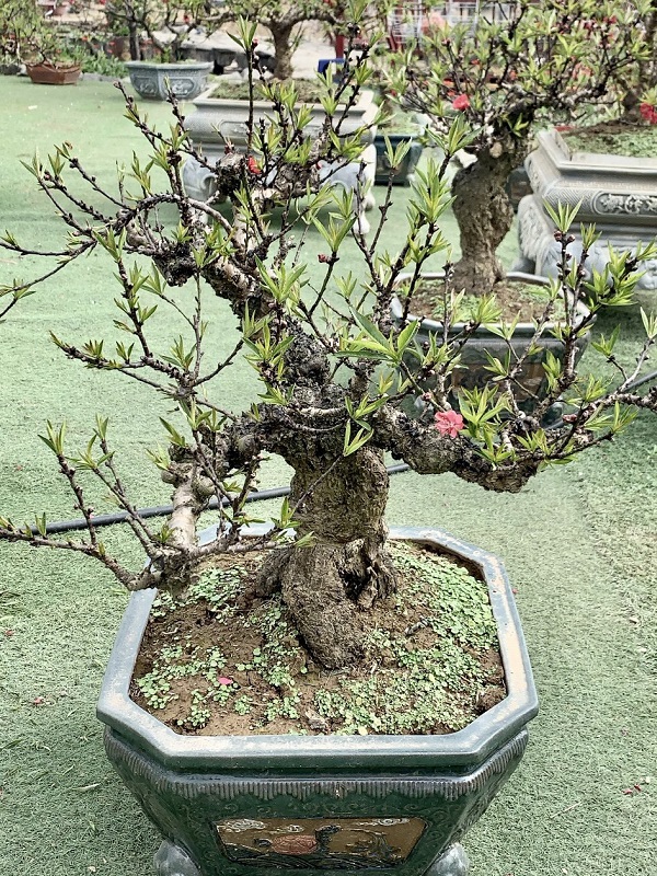 Đào thất thốn 26