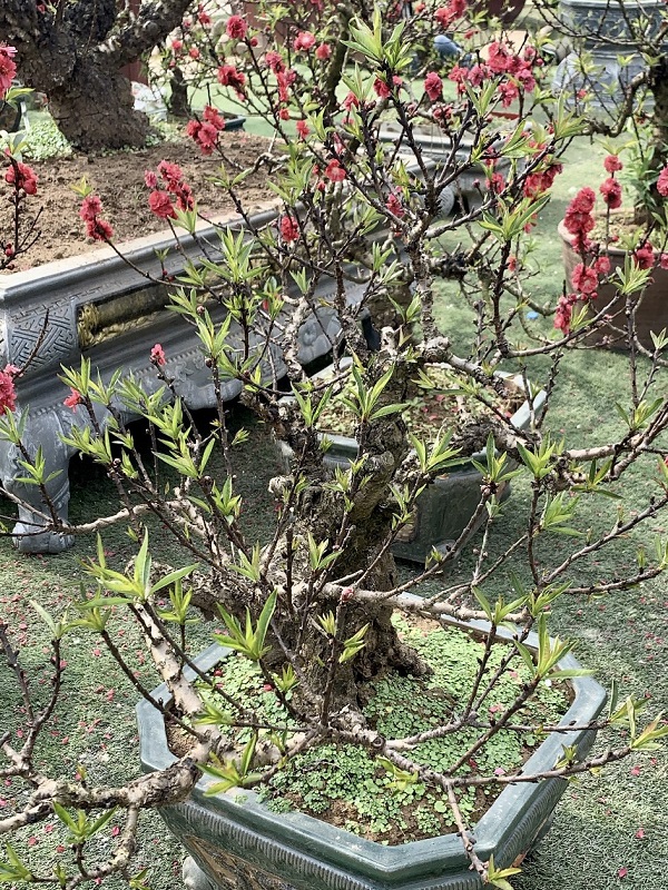 Đào thất thốn 27