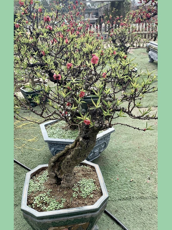 Đào thất thốn 28