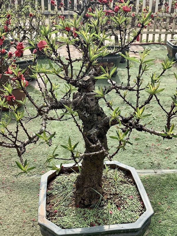 Đào thất thốn 29