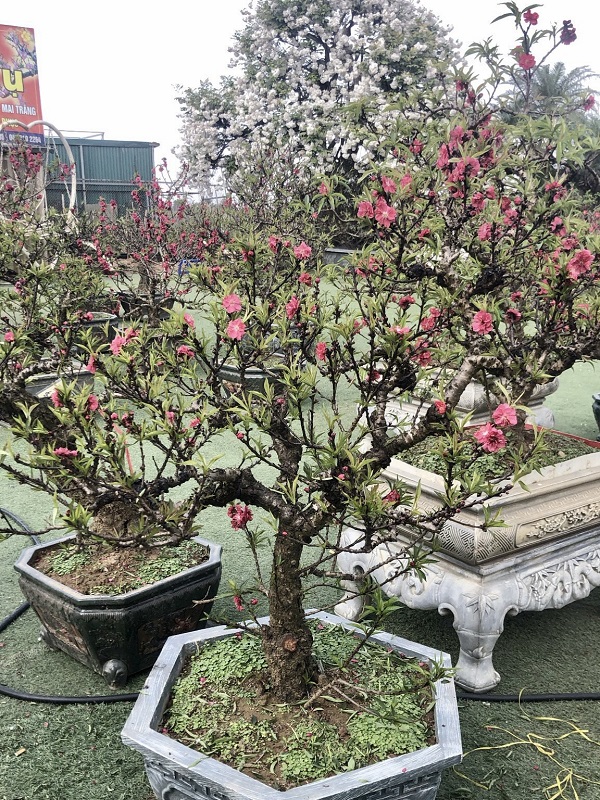 Đào thất thốn 30