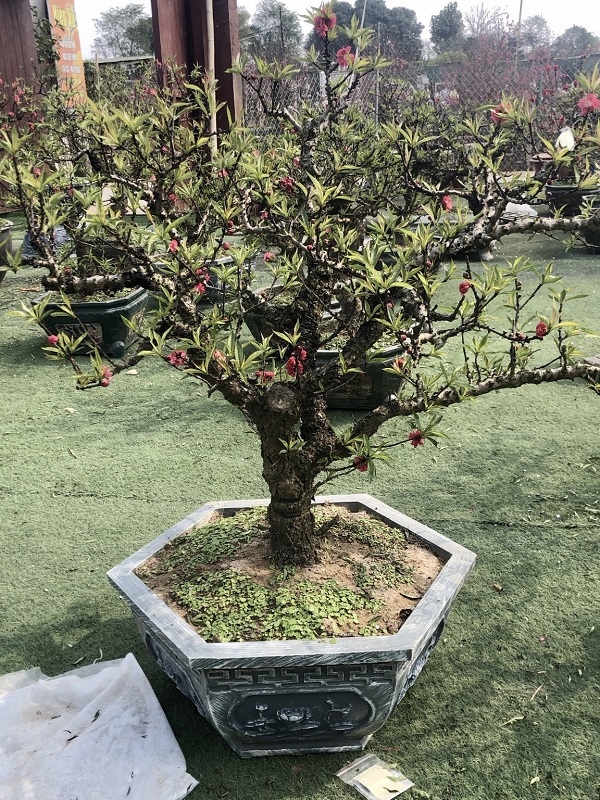 Đào thất thốn 31