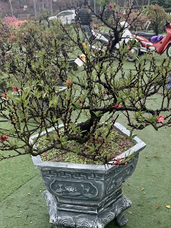 Đào thất thốn 32