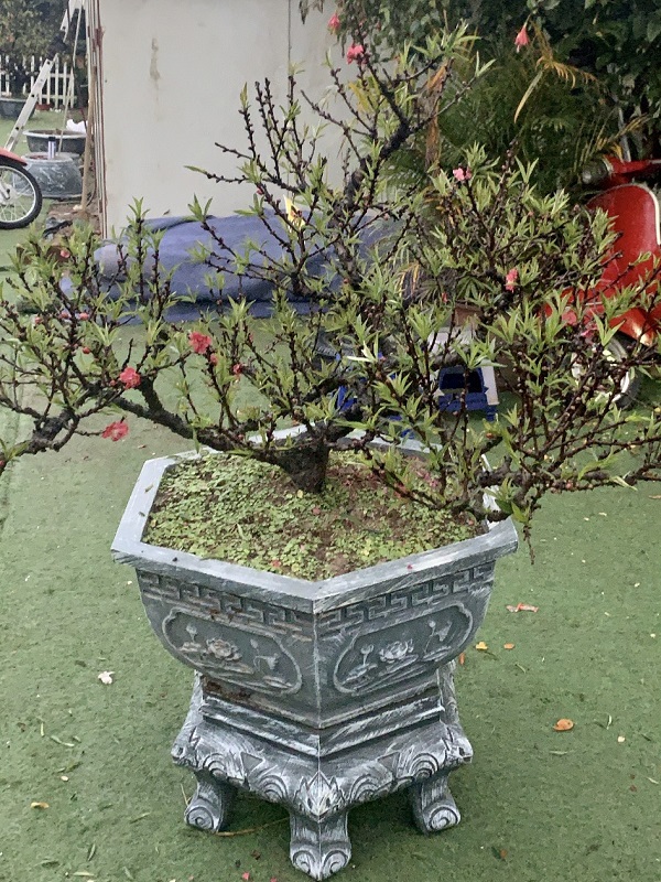 Đào thất thốn 33