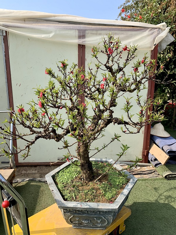 Đào thất thốn 34