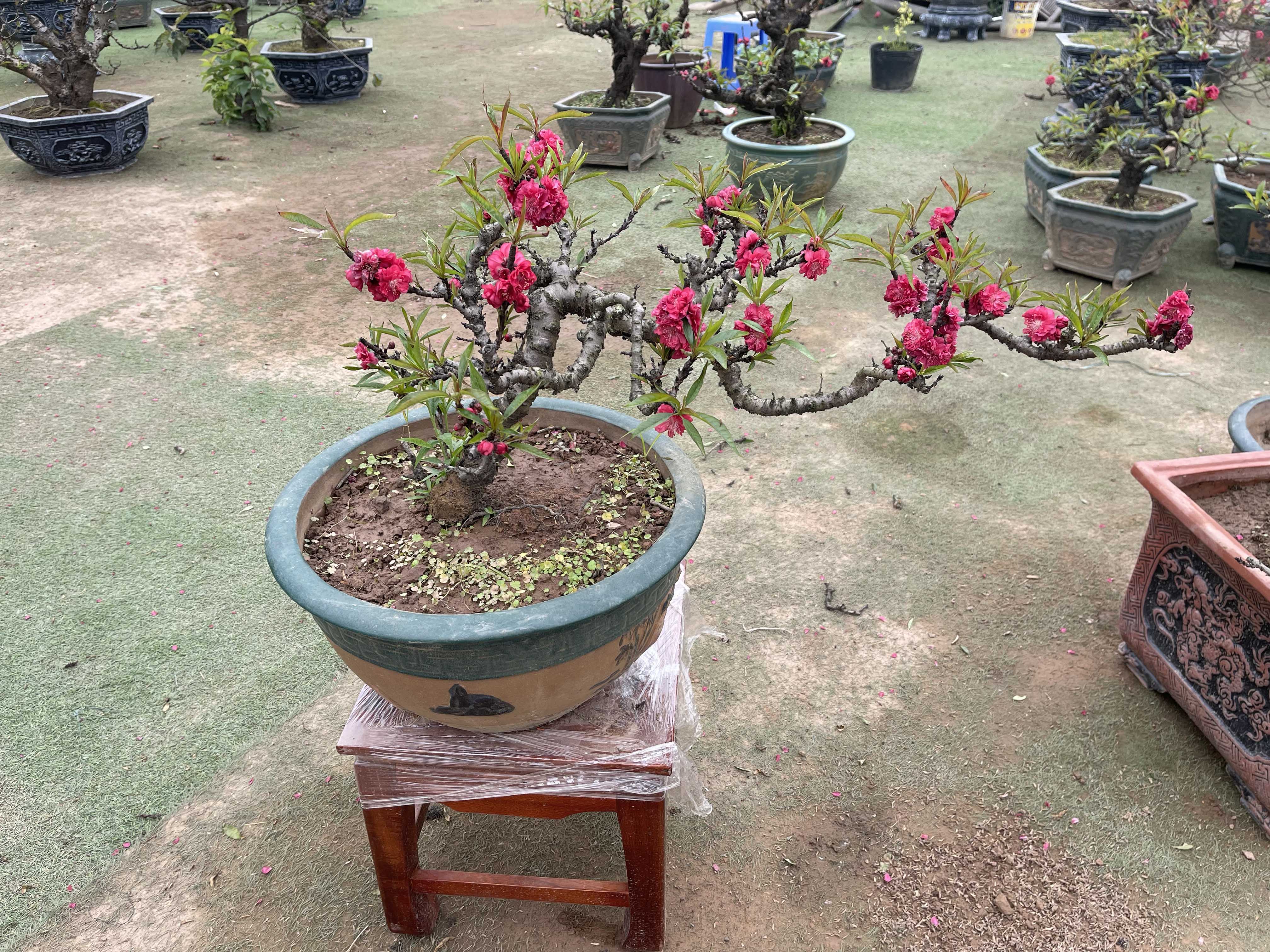 Đào thất thốn 36