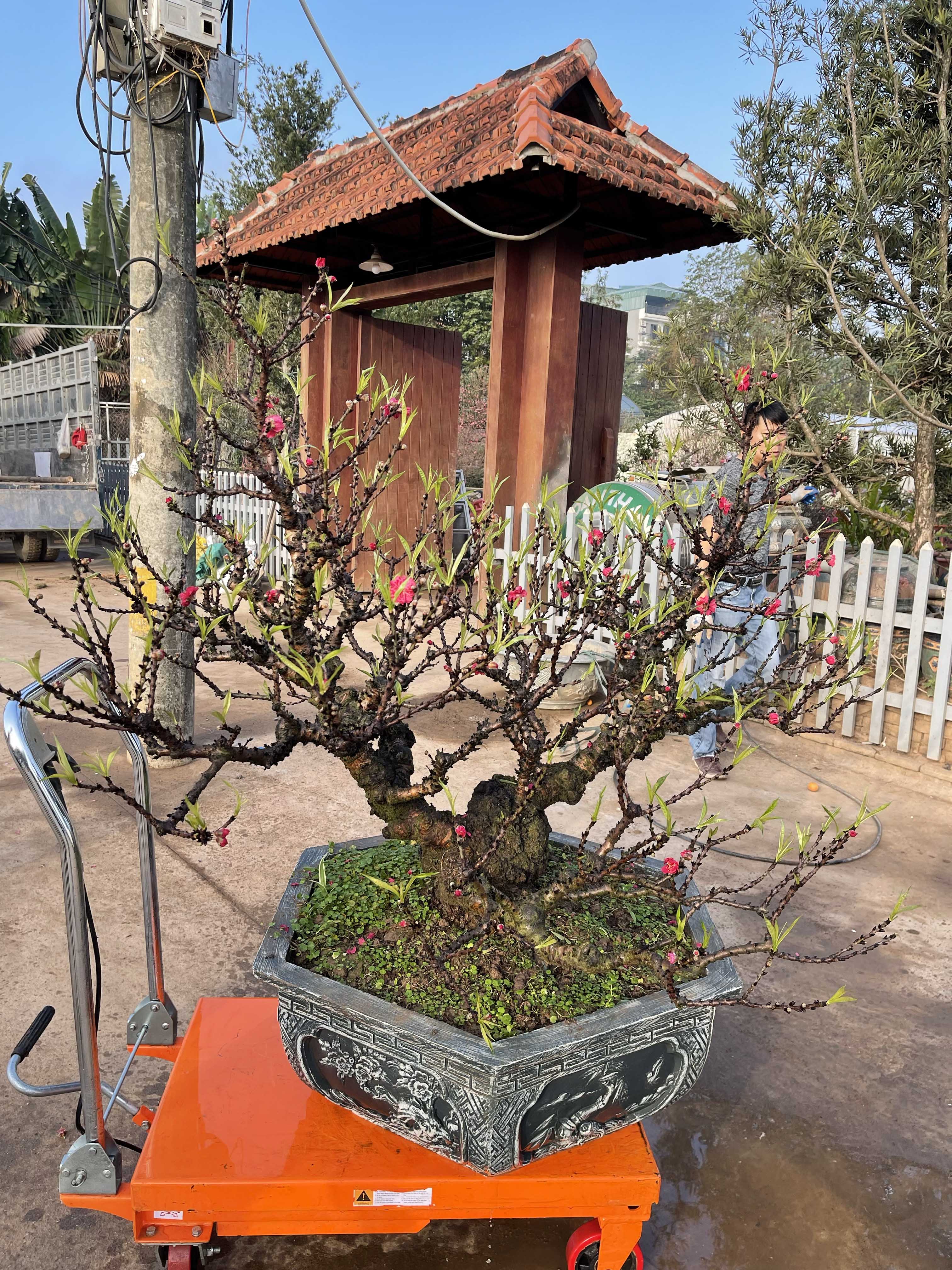 Đào thất thốn 37