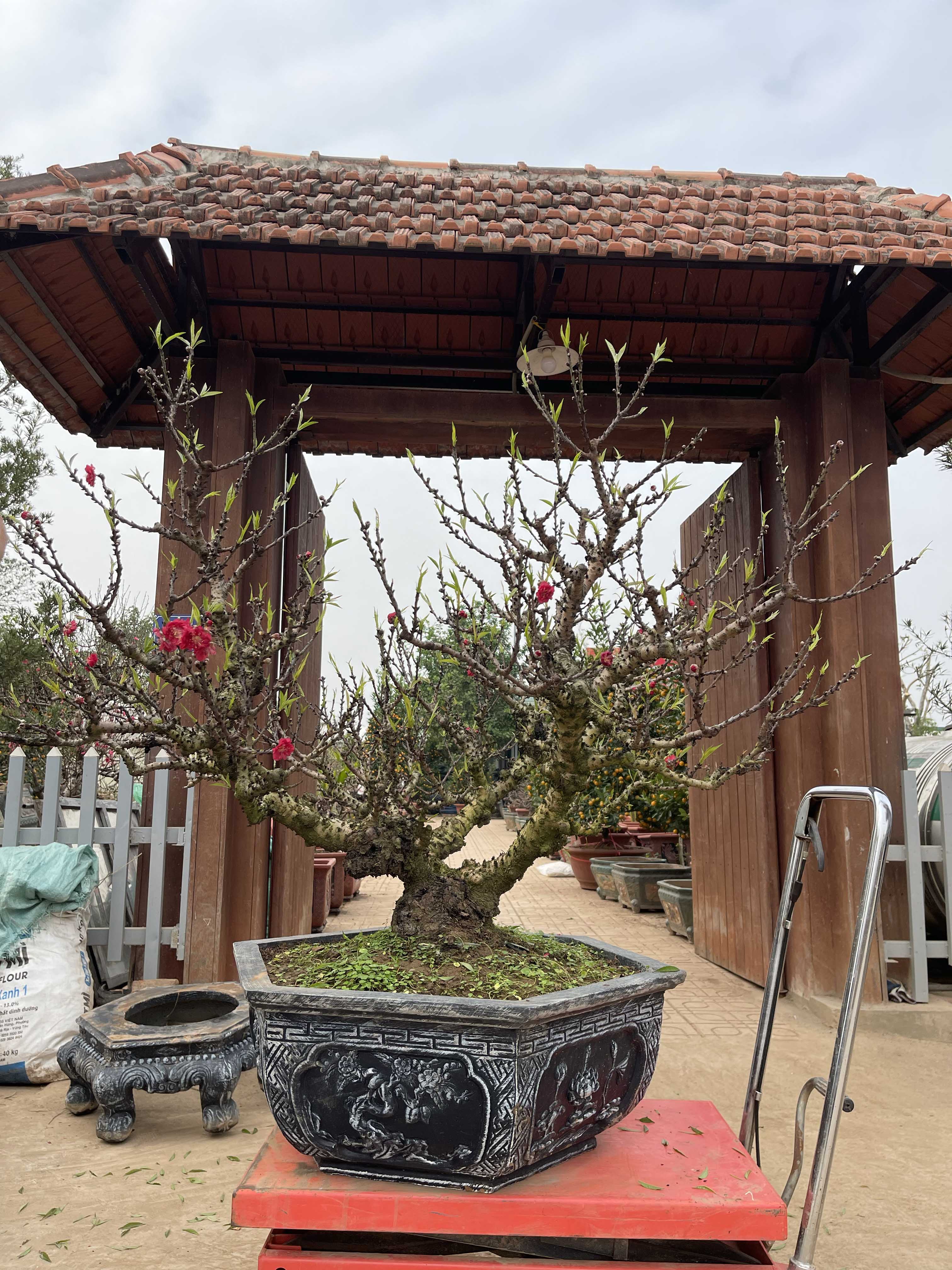 Đào thất thốn 38