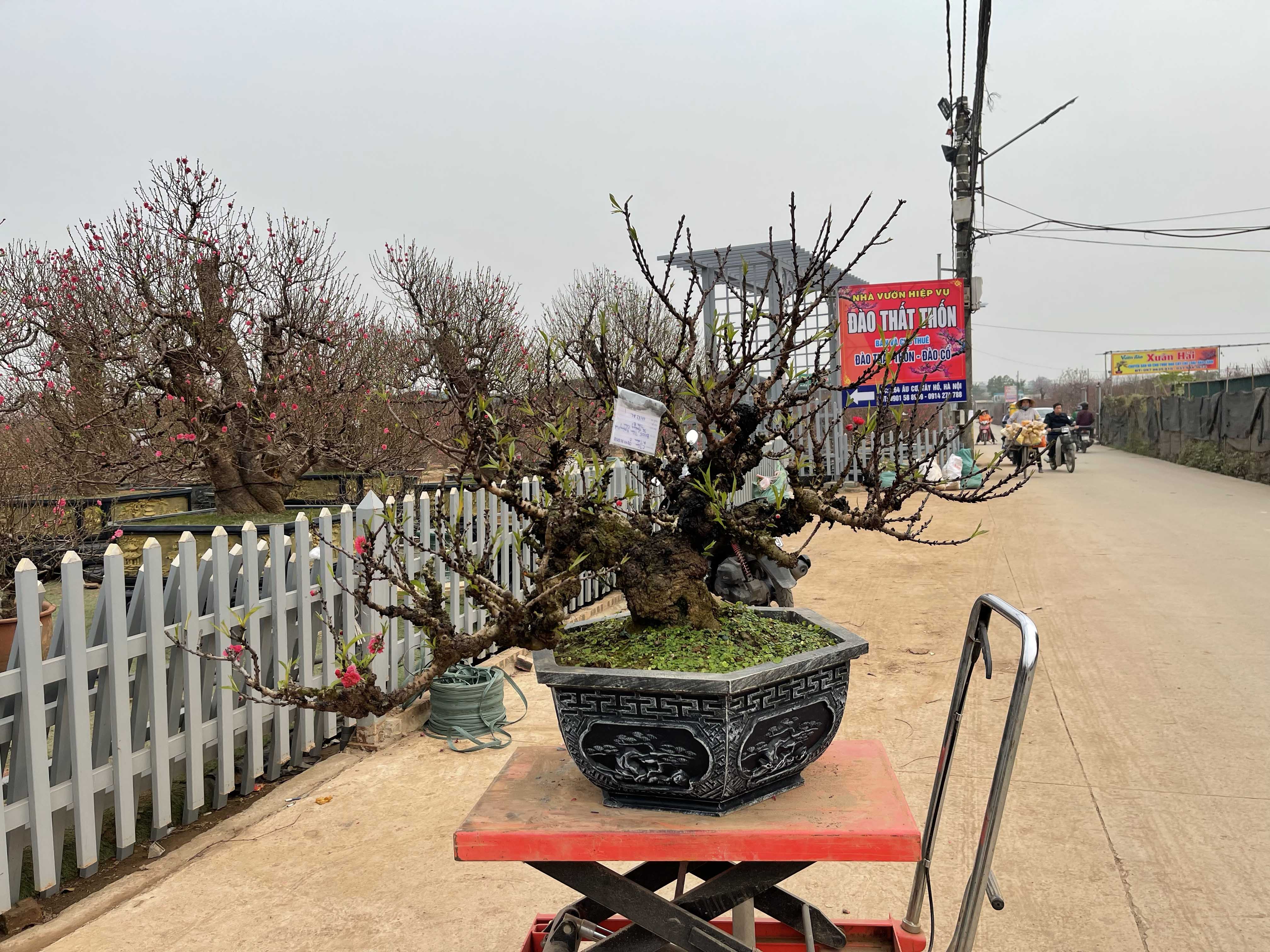 Đào thất thốn 40