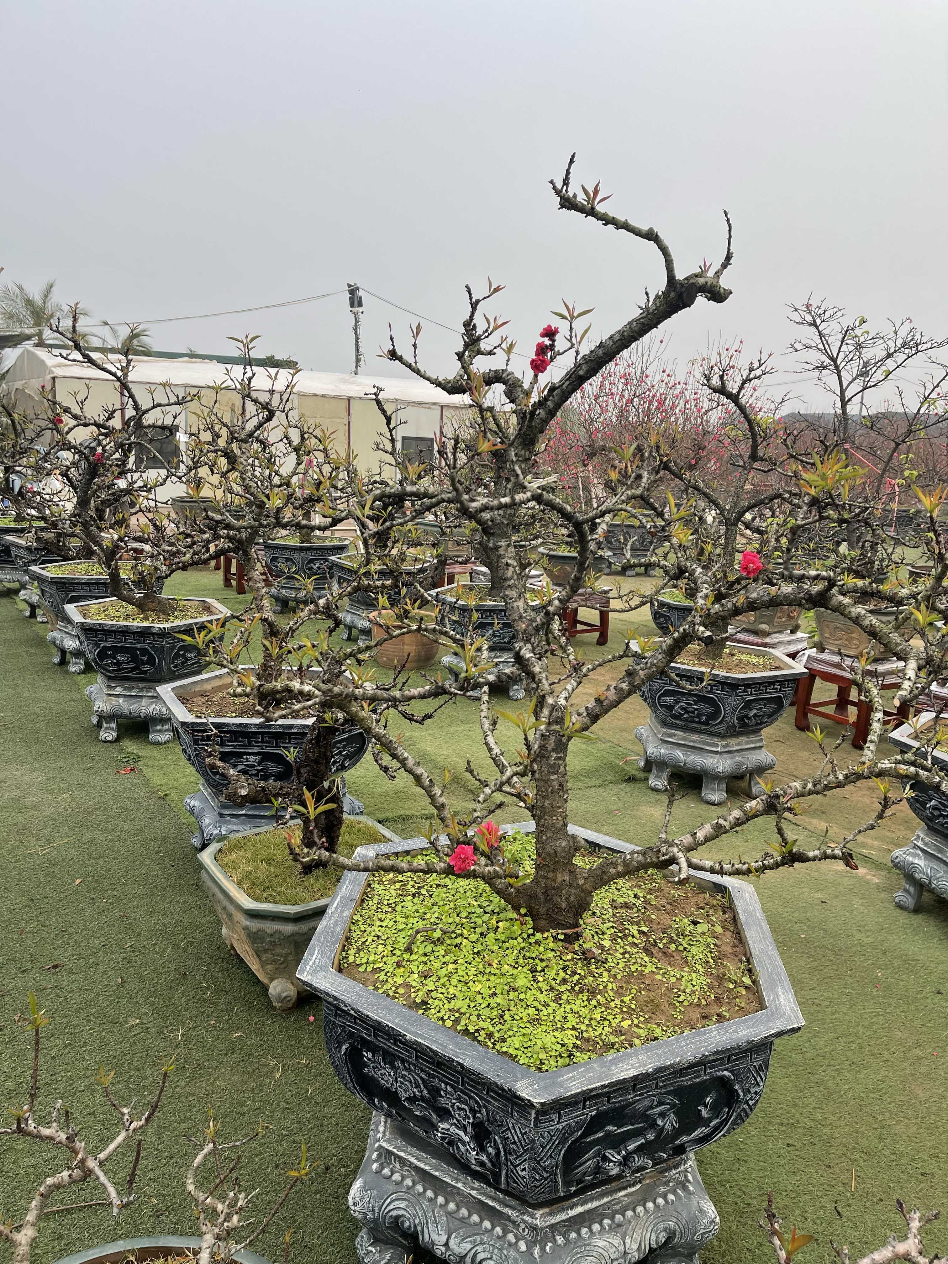 Đào thất thốn 42