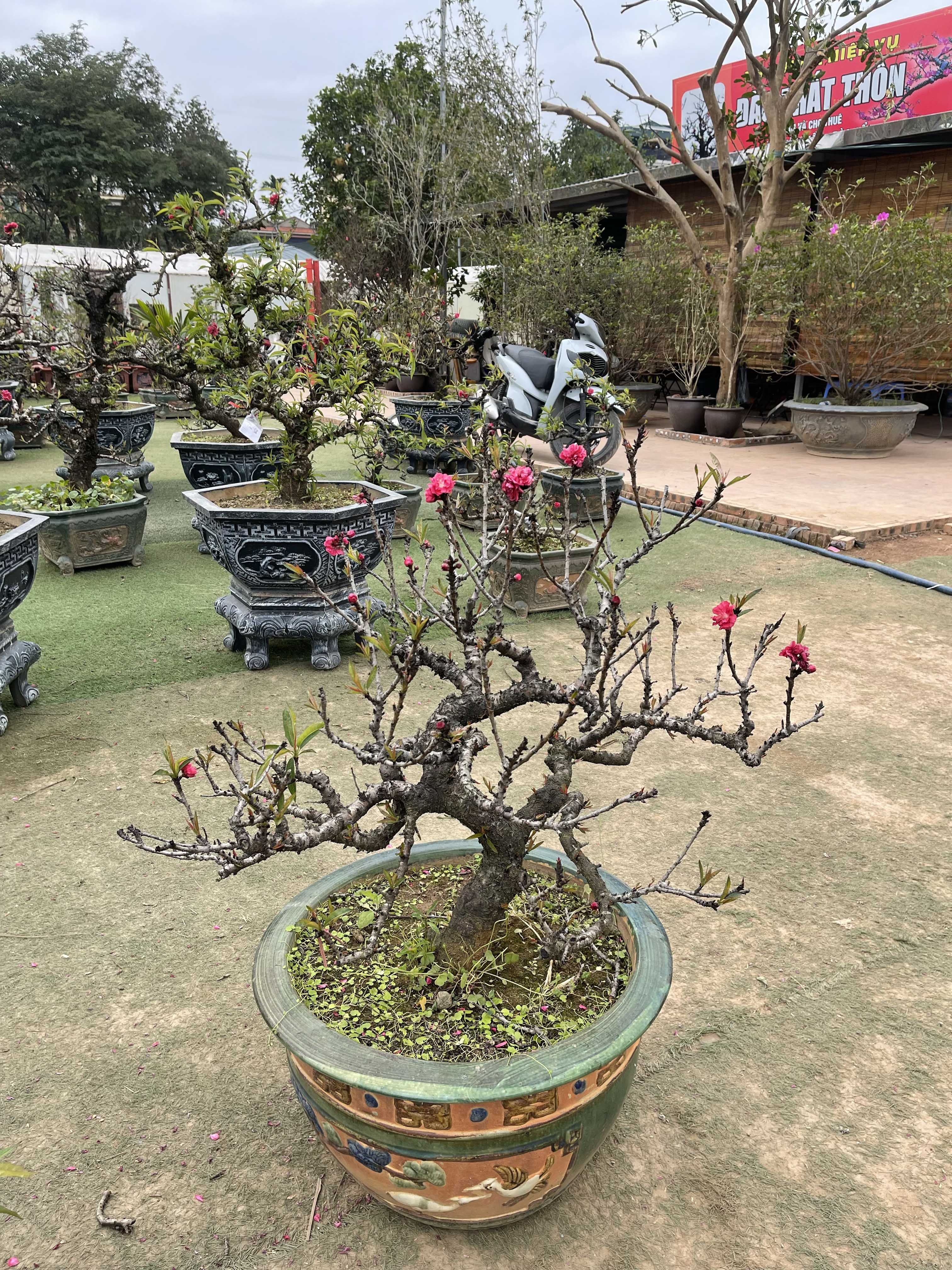 Đào thất thốn 43