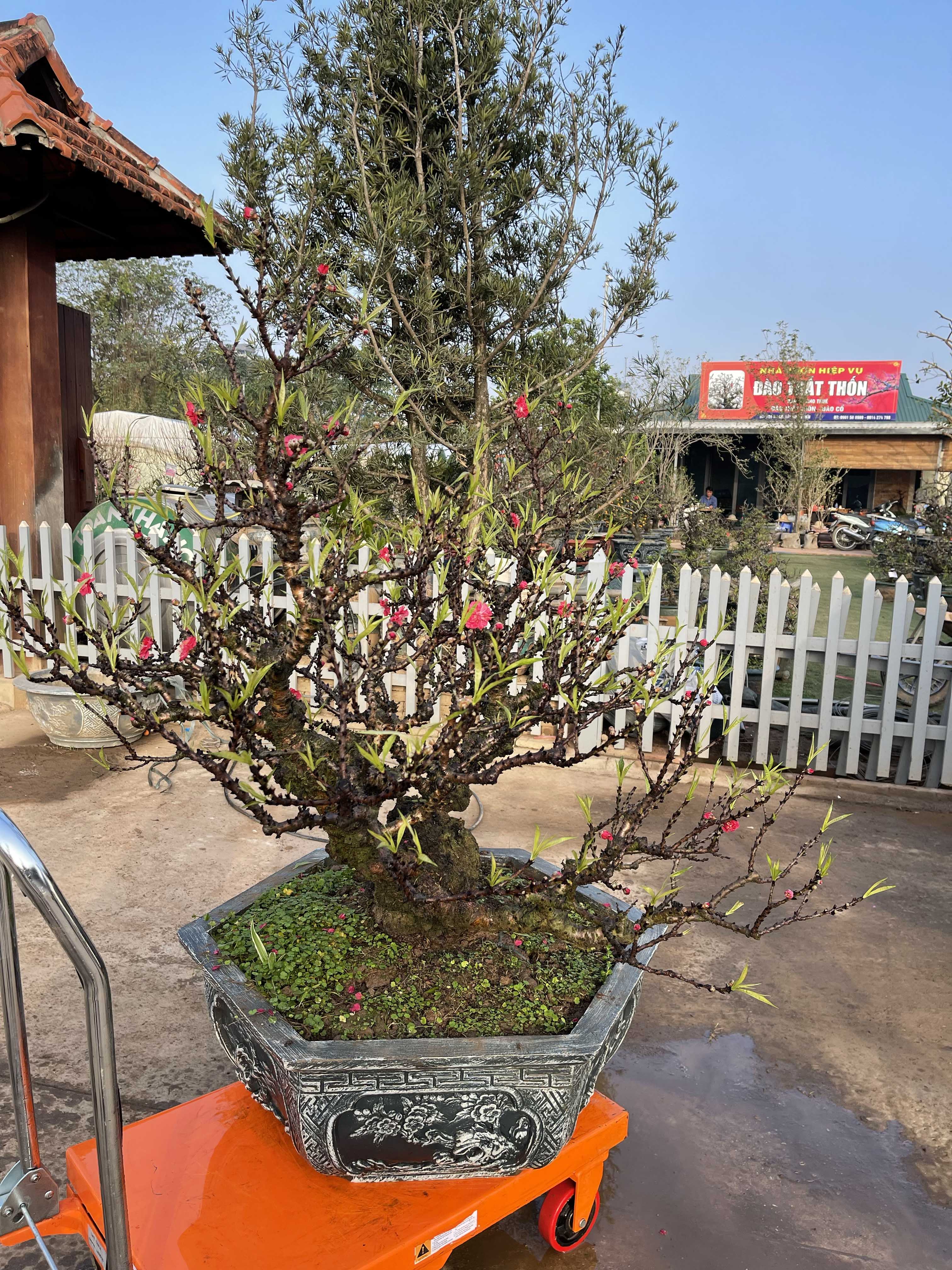 Đào thất thốn 45