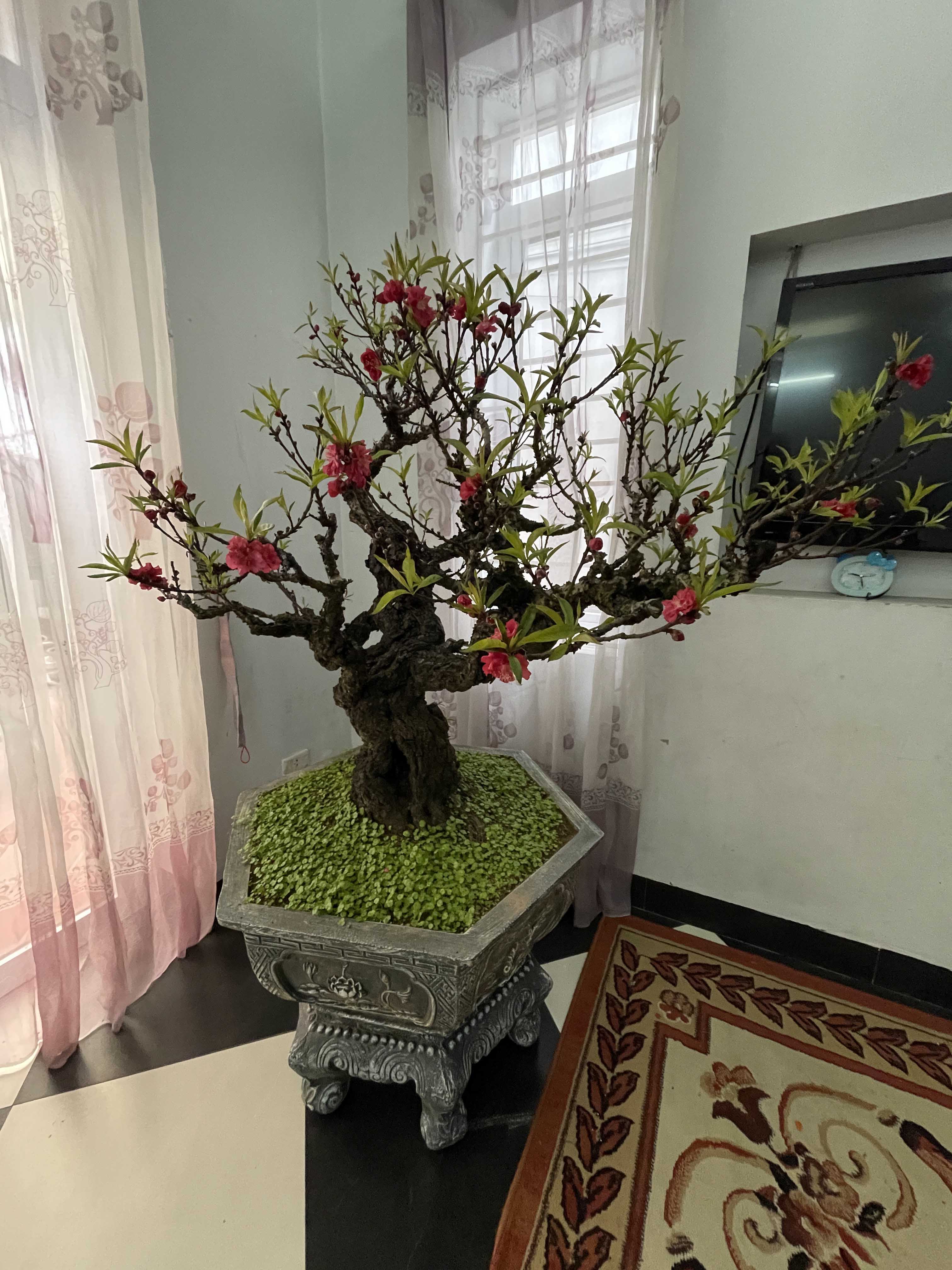 Đào thất thốn 46