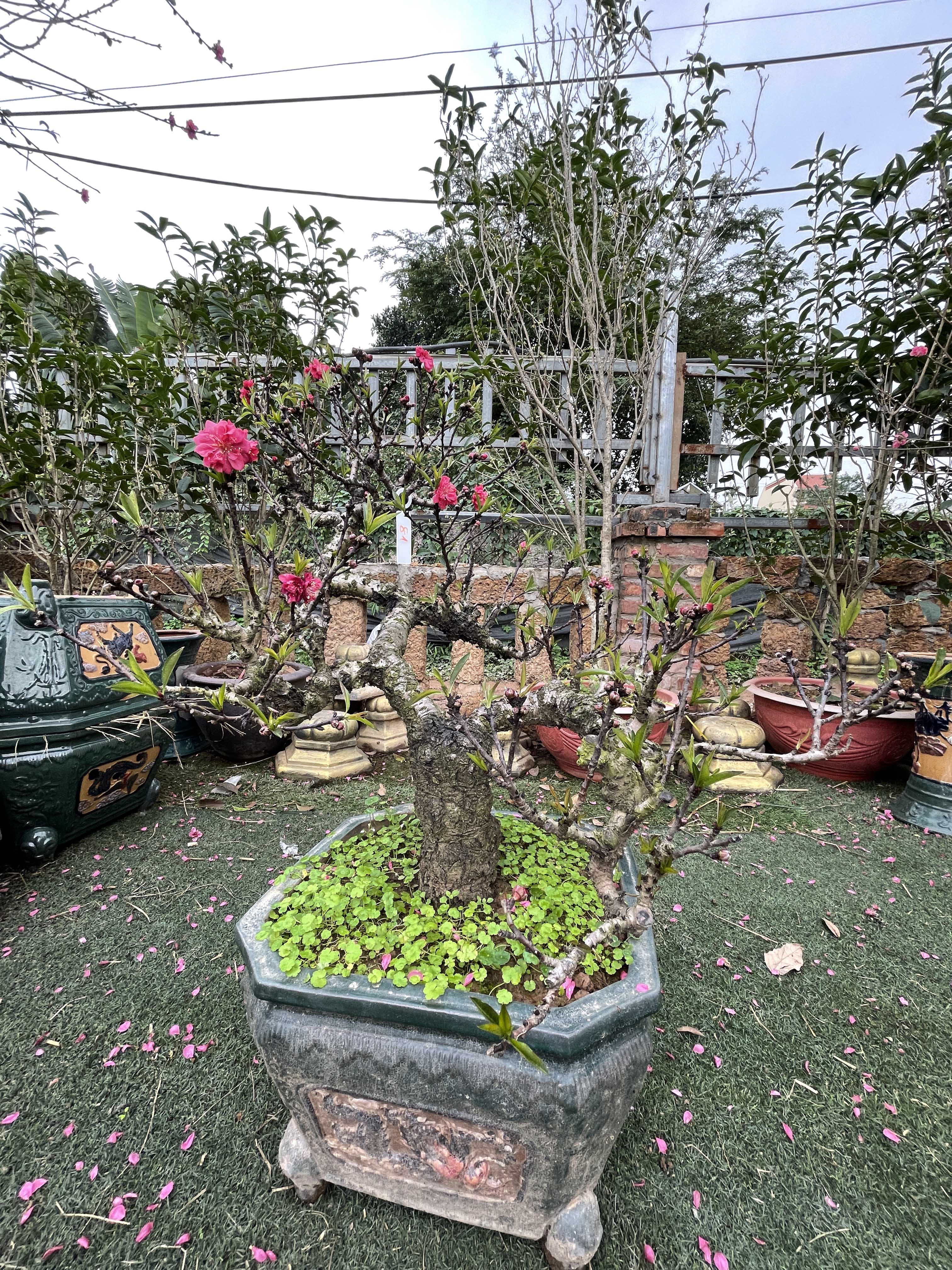 Đào thất thốn 47