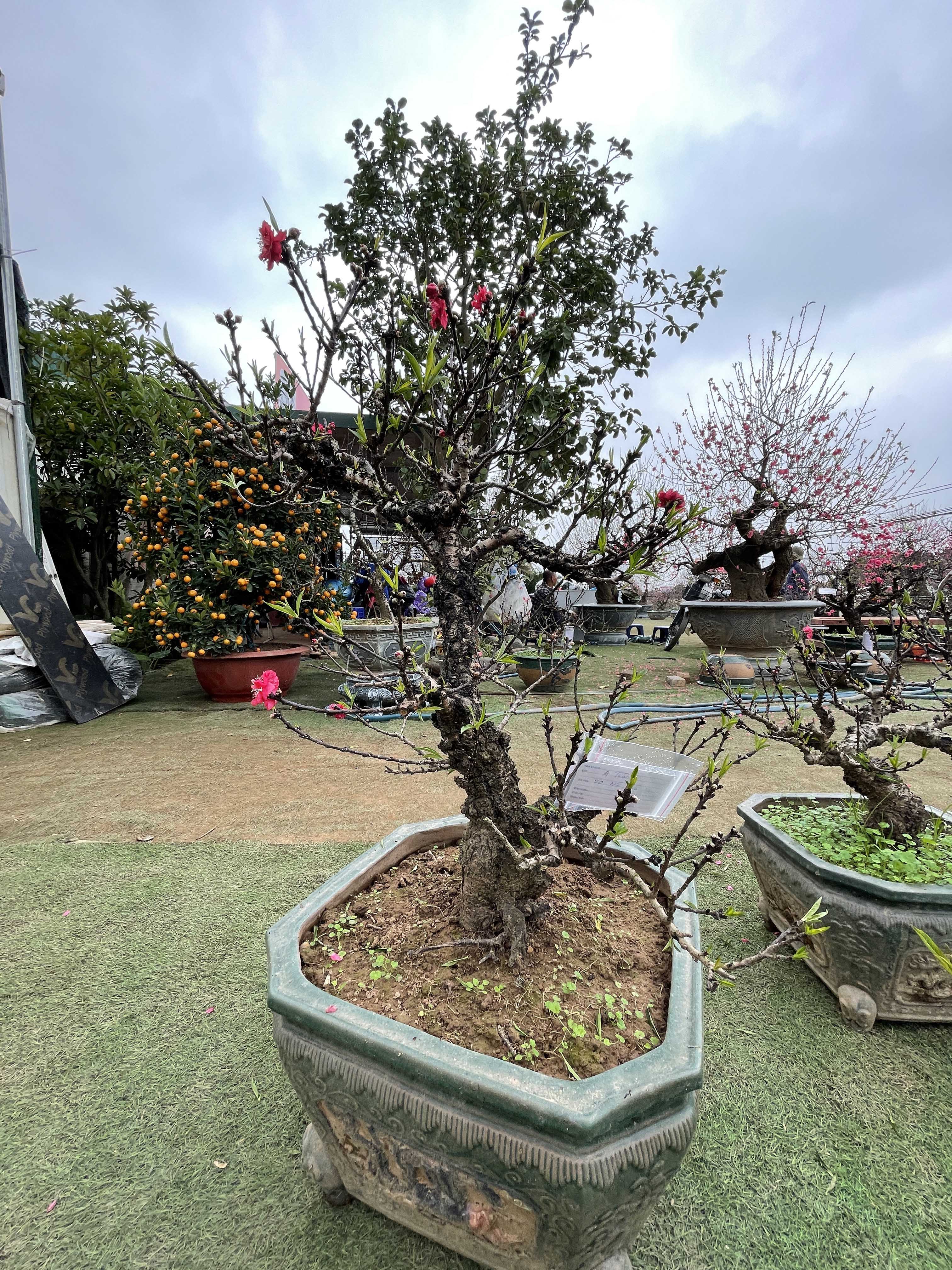 Đào thất thốn 48