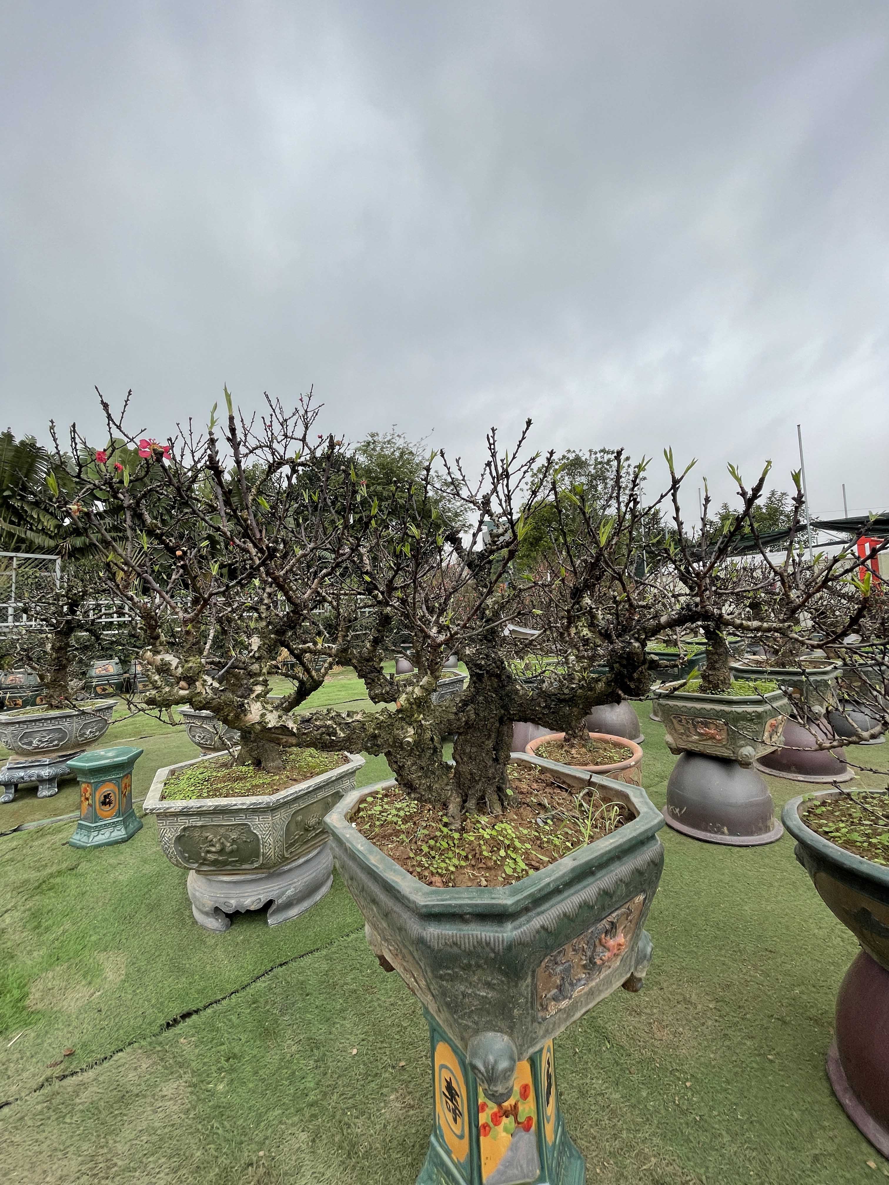 Đào thất thốn 49