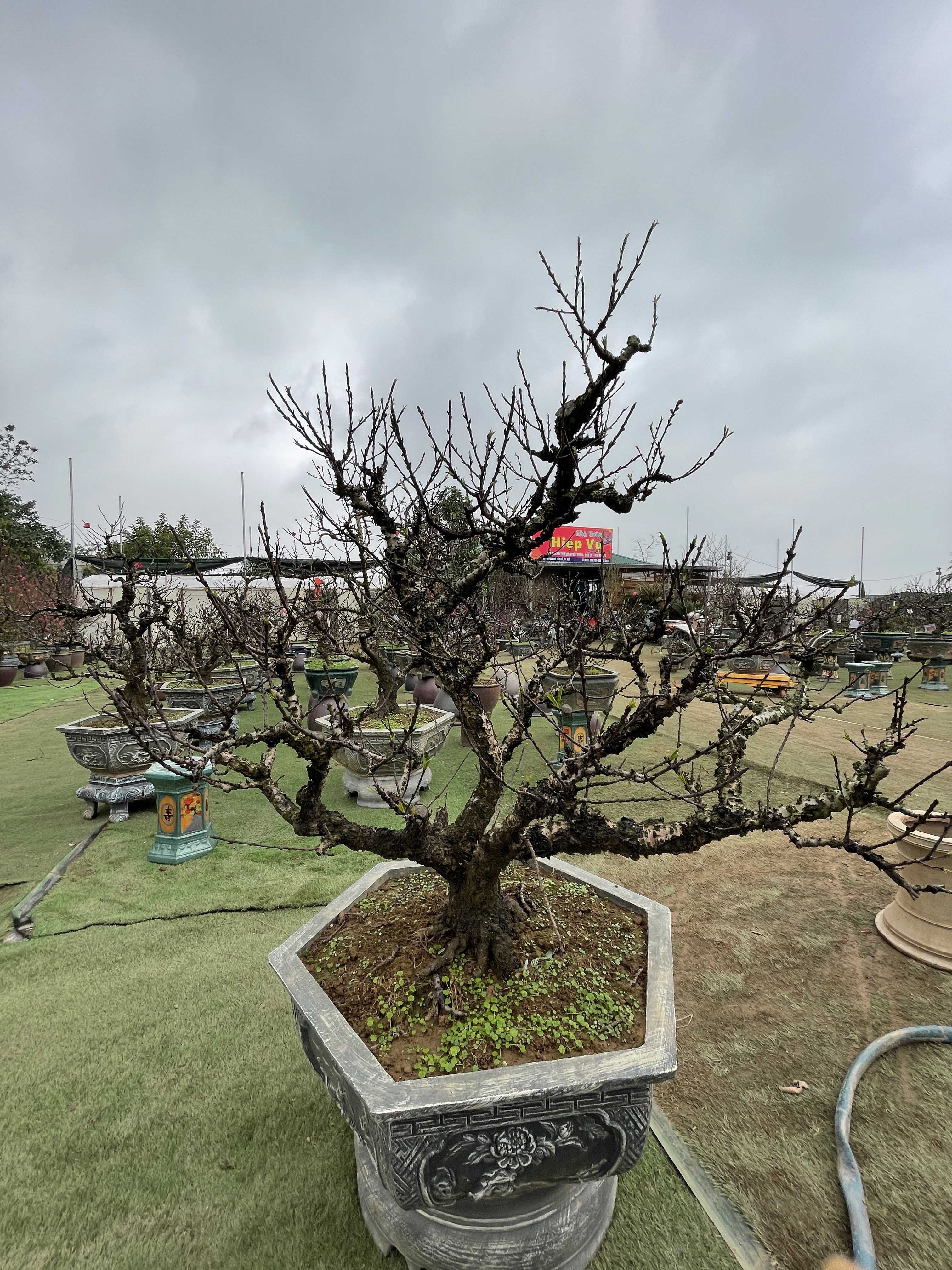 Đào thất thốn 50