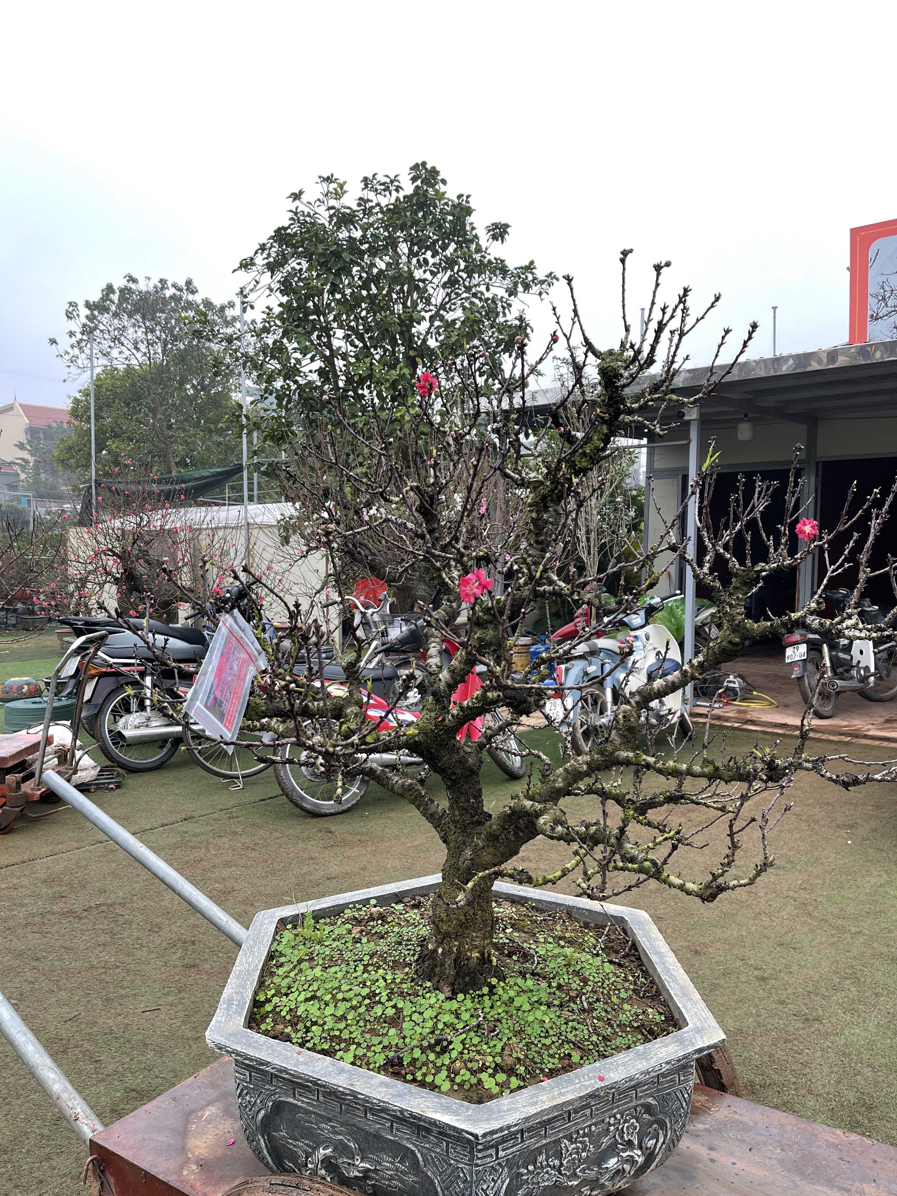 Đào thất thốn 52