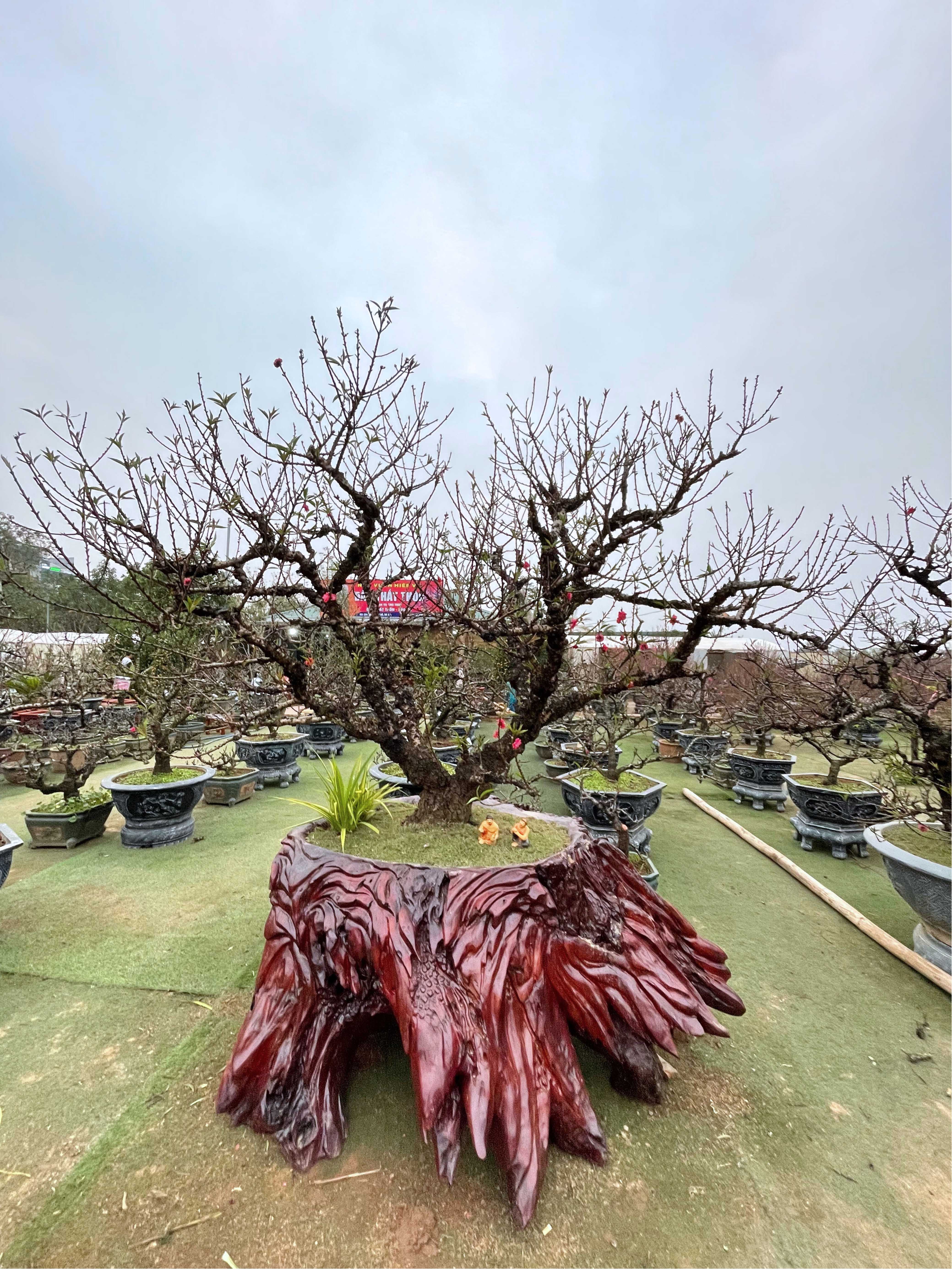 Đào thất thốn 53