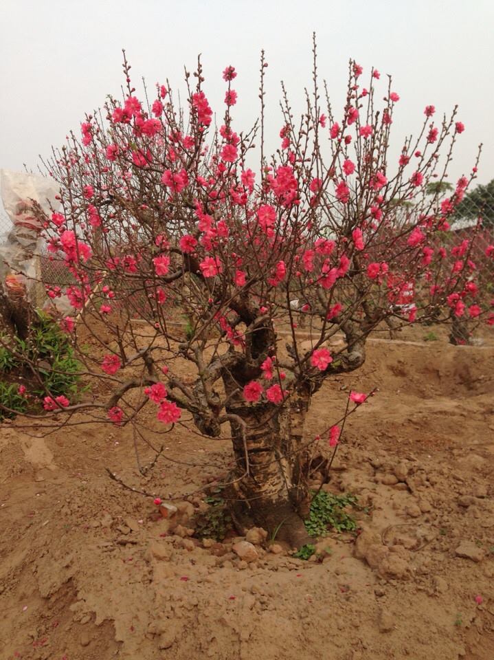 Bích đào cổ thụ 02