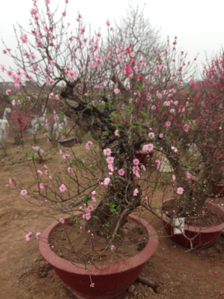 Đào Phai Cổ Thụ 04