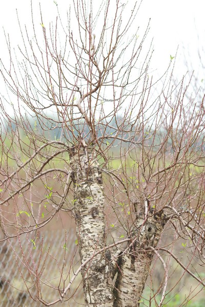 Đào phụ tử