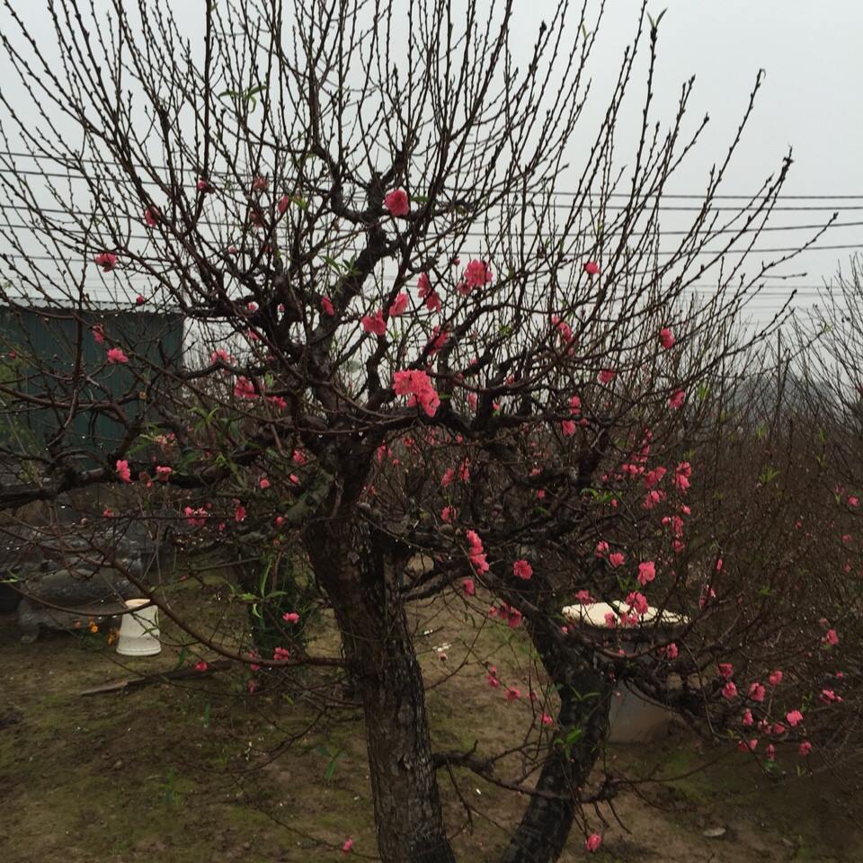 Bích đào cổ thụ 05